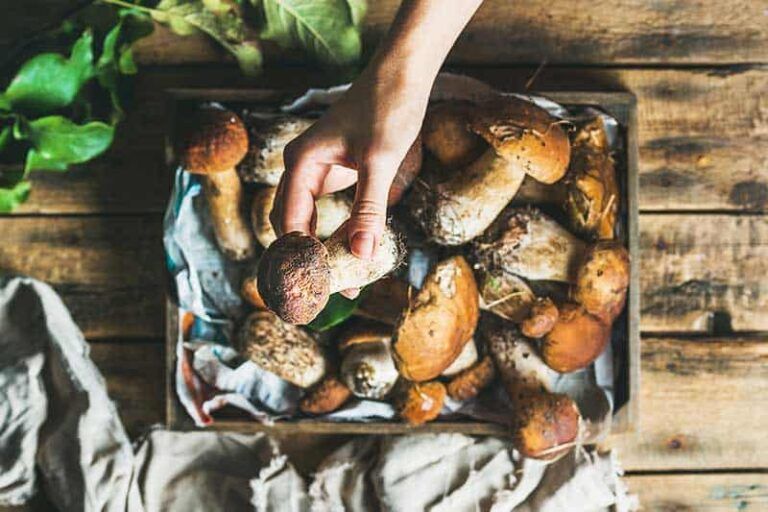 Spanish dishes made with wild mushrooms