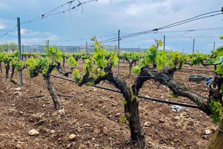 spanish-vs-italian-wine